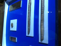 -上海昆虫博物馆