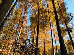 -黄海国家森林公园