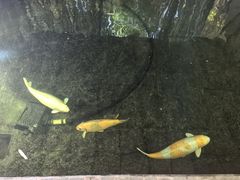 -马洛雷勒花园