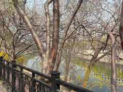 -桃花堤公园