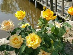 -同銮特种养殖场·龙虾垂钓