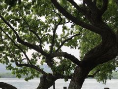 -西湖外事游船(花港观鱼码头)