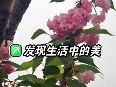 -龙坞茶村