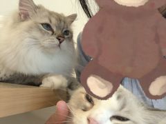 -有喵·猫咖·狗咖·30几只猫10只小狗(岗厦店)