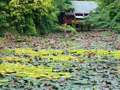 -野象谷景区