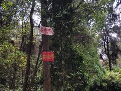 -铁山坪森林公园