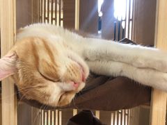 -猫和宫(六道口店)