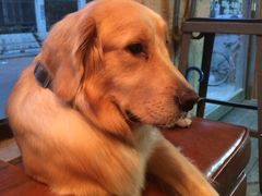 -百好乐宠物友好餐厅(朝外大街店)