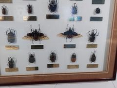 -上海昆虫博物馆