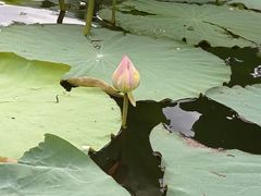 -合肥滨湖国家森林公园