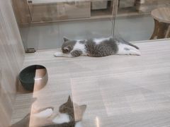 -飞行喵MR PILOT|猫舍·猫咖(静安大融城店)