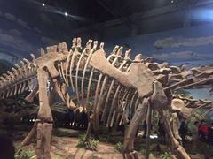 -自贡恐龙博物馆