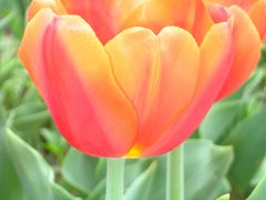 -石家庄市植物园