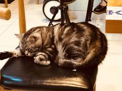 -平行世界·猫咖(首经贸店)