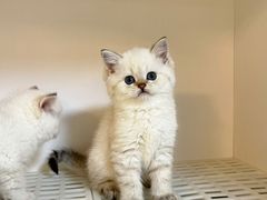 -lincat·猫舍(广州店)