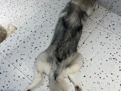 -Husky Go!哈士奇体验馆·宠物咖啡厅狗咖