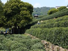 -阿巧茶庄