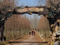 -合肥滨湖国家森林公园