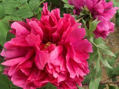 -石家庄市植物园