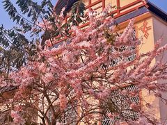 -天适樱花悠乐园