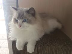 -瞄一喵猫咖(格力海岸店)
