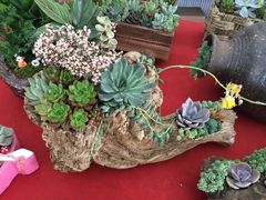-龙大花卉苗木市场