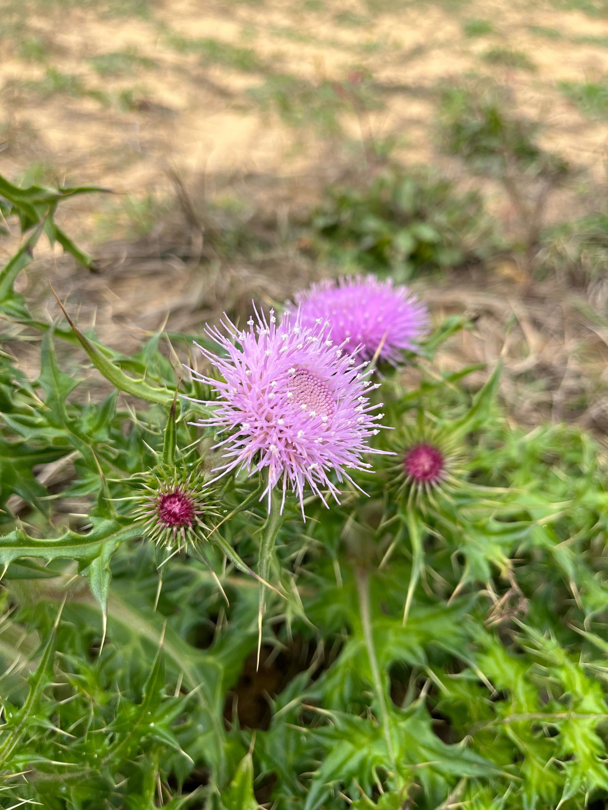 春天的小野花,也是春日的气息