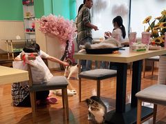 -绒爪撸猫下午茶·猫咖