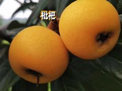 -东山风景区(洞庭东山)