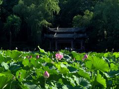 -莲湖公园