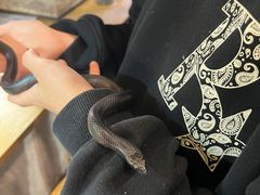 -吉丁鸟咖·异宠·寄养