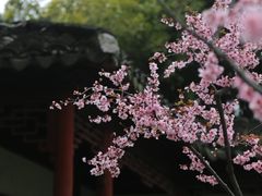 -秋霞圃