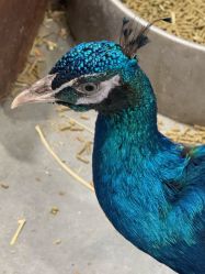 -Zoolung Zoolung动物主题公园(海信广场店)