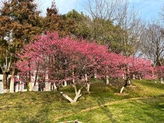-青枫公园