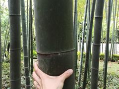-南山植物园