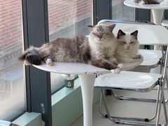 -怪兽屋·羊驼·猫咖·狗咖(俊华广场店)
