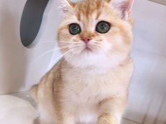 -东方名猫馆·英短金渐层布偶猫舍(环线广场1号楼店)