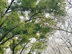 -西北湖绿化广场