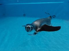 -帝企鹅自助餐厅•儿童岛•真企鹅(长隆企鹅酒店)