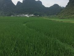 -靖西鹅泉风景区