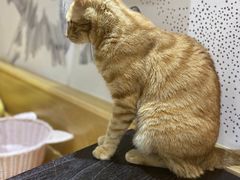 -滚猫咖啡·猫咖·猫友好撸猫(未来城店)