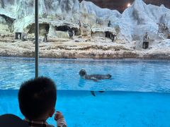 -帝企鹅自助餐厅•儿童岛•真企鹅(长隆企鹅酒店)