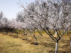 -大兴滨河森林公园