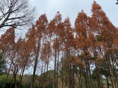 -宝界山林公园