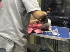 -瑞鹏宠物医院·夜间急症·心超·猫科(祖庙分店)