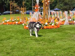 -PETKIT小佩宠物·低压洗护(国顺东路店)