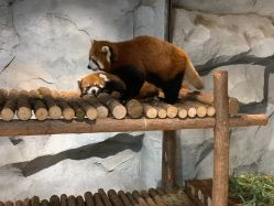 -Zoolung Zoolung动物主题公园(海信广场店)