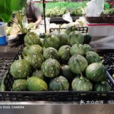 一座具有现代化的教玩具之都生态小镇就这么如此诞生了