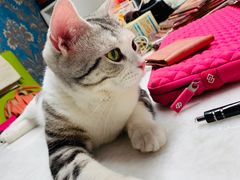 -猫大福·Fortune Cat猫舍(百子湾店)