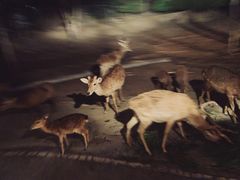 -清迈夜间动物园